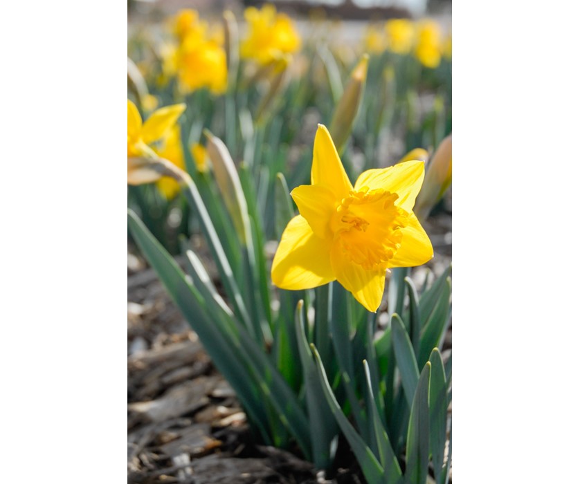 Marieke Daffodil
